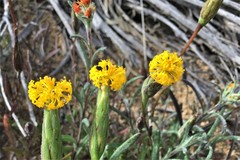 Podotheca gnaphalioides