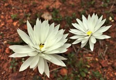 Rhodanthe chlorocephala