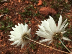 Rhodanthe chlorocephala