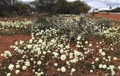 Rhodanthe chlorocephala