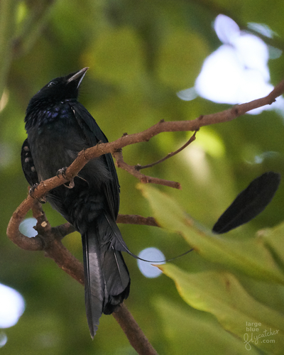 Subespecies Dicrurus remifer tectirostris · iNaturalist Mexico