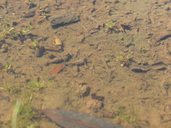 Branchinecta sandiegonensis