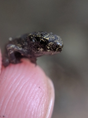 Incilius melanochlorus