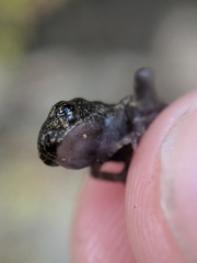 Incilius melanochlorus