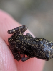 Incilius melanochlorus