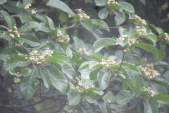 Tarenna sambucina