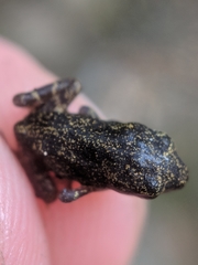 Incilius melanochlorus