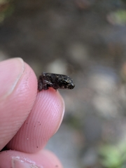 Incilius melanochlorus