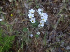 Leptosiphon montanus