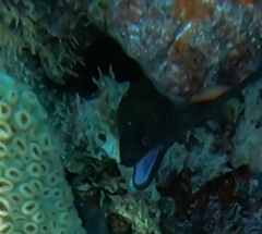 Gymnothorax miliaris