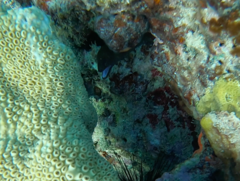 Gymnothorax miliaris