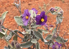 Solanum lasiophyllum