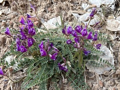 Astragalus zionis