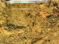 Branchinecta sandiegonensis