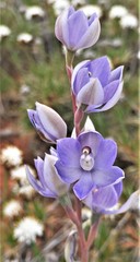 Thelymitra petrophila