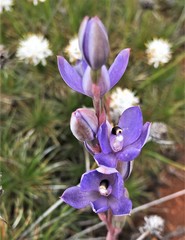 Thelymitra petrophila