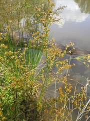 Juncus nodatus