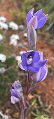 Thelymitra petrophila
