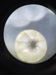 Coscinodiscales