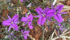 Thysanotus manglesianus