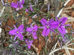 Thysanotus manglesianus