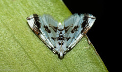 Neurophyseta
