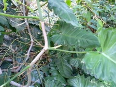 Philodendron leyvae
