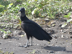 Coragyps atratus image