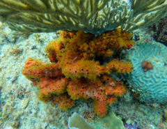 Parazoanthus swiftii