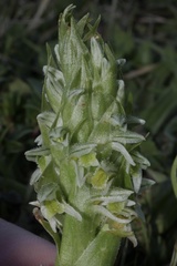 Brachystele unilateralis