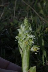 Brachystele unilateralis