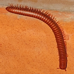 Trigoniulus corallinus