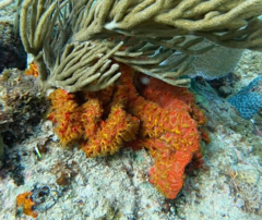 Parazoanthus swiftii