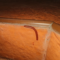 Trigoniulus corallinus