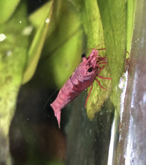 Neocaridina davidi