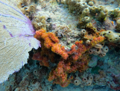 Parazoanthus swiftii
