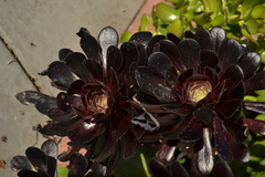 Aeonium arboreum arboreum