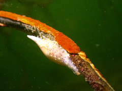 Phenacovolva schmidi