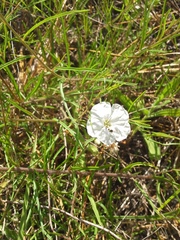 Stylisma pickeringii