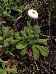 Craspedia uniflora