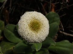 Craspedia uniflora