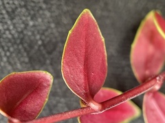 Epilobium gracilipes