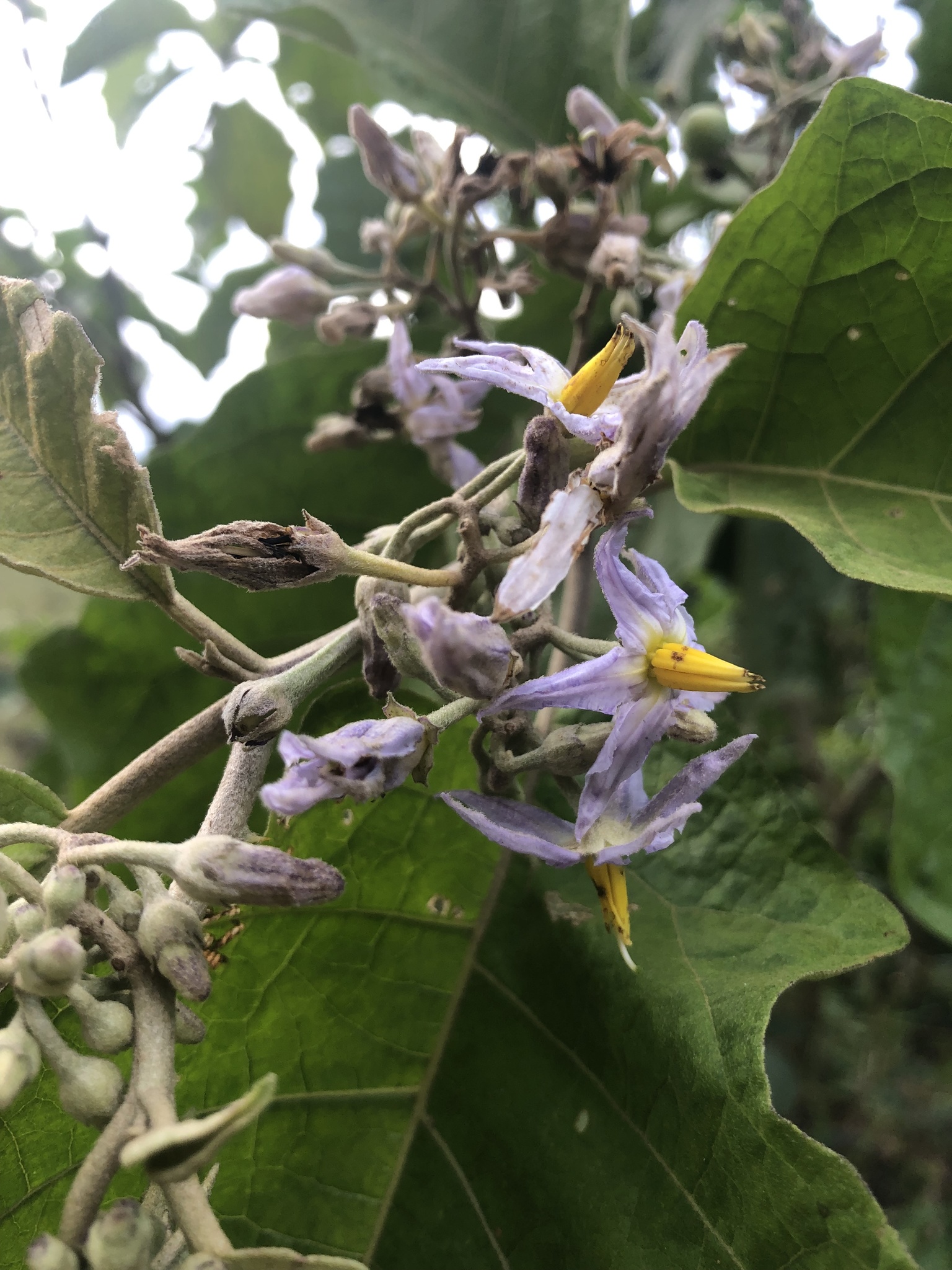 Solanum ovalifolium