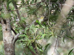 Pardalotus quadragintus