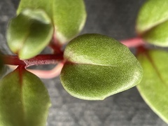 Epilobium gracilipes