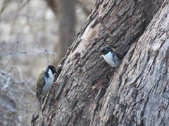 Melithreptus affinis