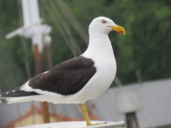 Larus dominicanus