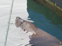 Arctocephalus pusillus doriferus