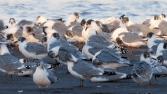 Leucophaeus pipixcan