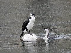 Phalacrocorax fuscescens